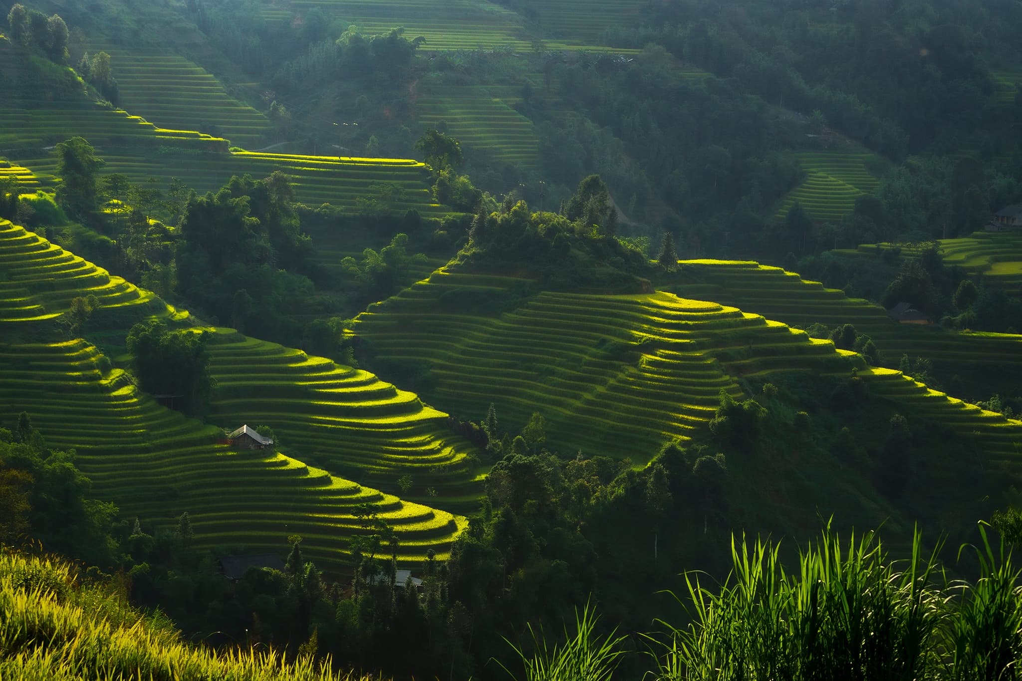 Terraces of Hoàng Su Phì