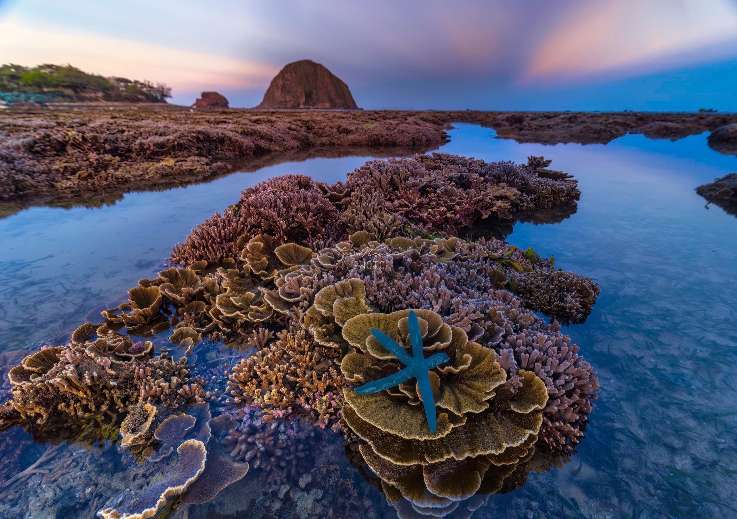Coral at Low Tide