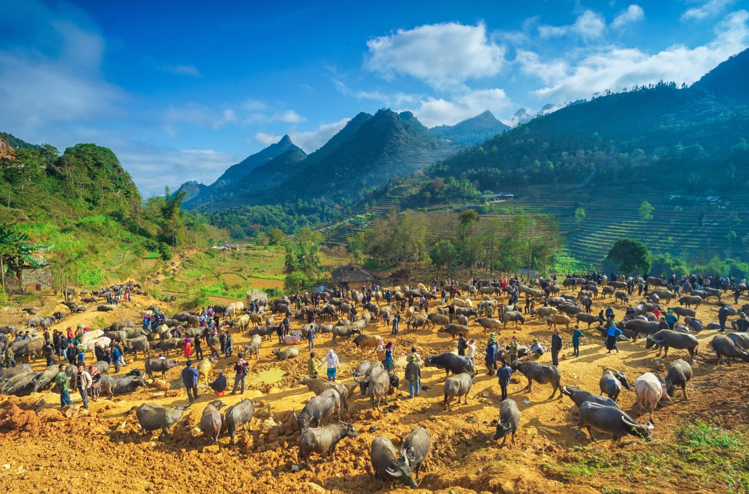 Cán Cấu Buffalo Market