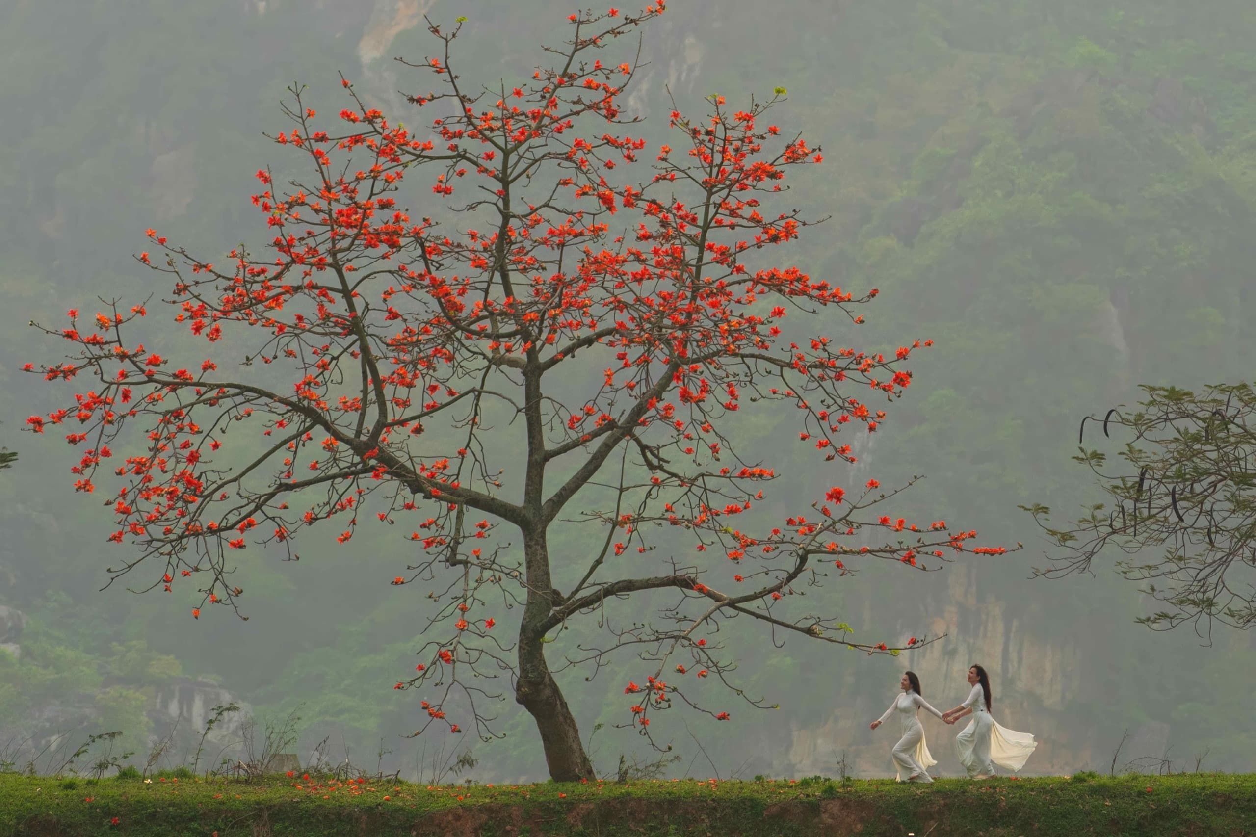 Red Silk-Cotton in Bloom